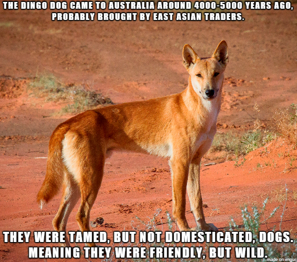 THE DINGO DOG CAME TO AUSTRALIA AROUND 4000-5000 YEARS AGO, PROBABLY BROUGHT BY EAST ASIAN TRADERS. THEY WERE TAMED, BUT NOT DOMESTICATED, DOGS. MEANING THEY WERE FRIENDLY, BUT WILD. made on imgur