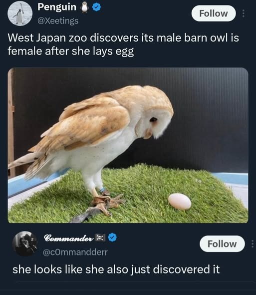 Penguin @Xeetings Follow West Japan zoo discovers its male barn owl is female after she lays egg Commander @commandderr Follow she looks like she also just discovered it