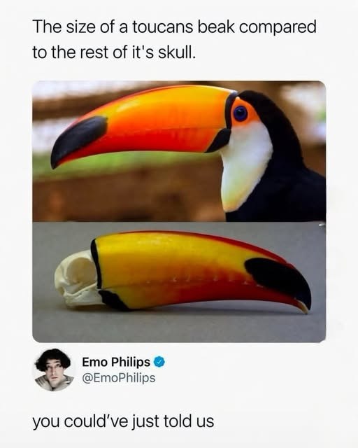 The size of a toucans beak compared to the rest of it's skull. Emo Philips → @EmoPhilips you could've just told us