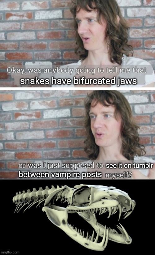 Okay, was anybody going to tell me that snakes have bifurcated jaws imgflip.com or was I just supposed to see it on tumblr between vampire posts myself?