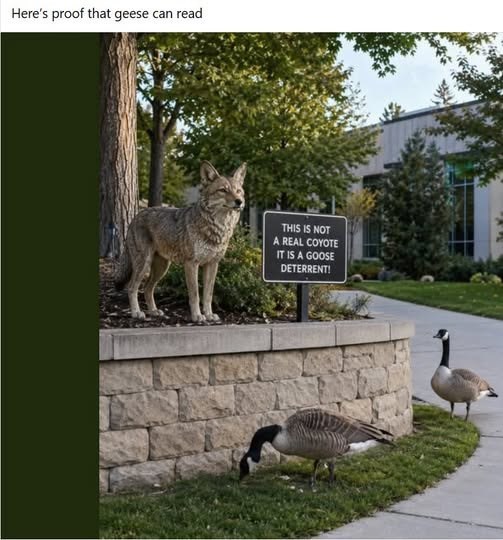 Here's proof that geese can read THIS IS NOT A REAL COYOTE IT IS A GOOSE DETERRENT!