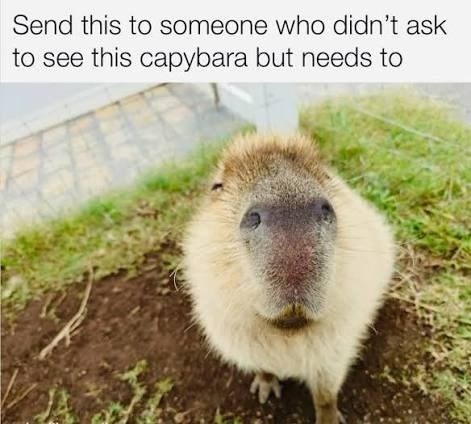 Send this to someone who didn't ask to see this capybara but needs to