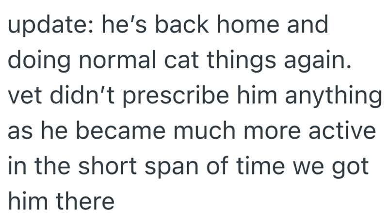 update: he's back home and doing normal cat things again. vet didn't prescribe him anything as he became much more active in the short span of time we got him there