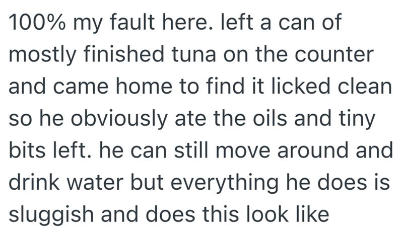 100% my fault here. left a can of mostly finished tuna on the counter and came home to find it licked clean so he obviously ate the oils and tiny bits left. he can still move around and drink water but everything he does is sluggish and does this look like