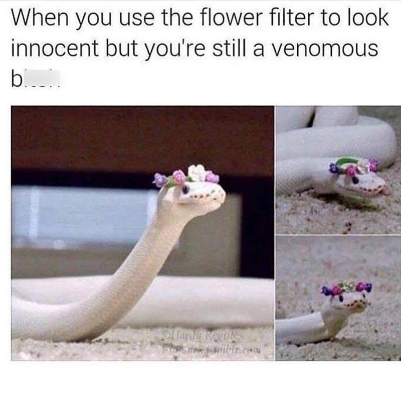 When you use the flower filter to look innocent but you're still a venomous b