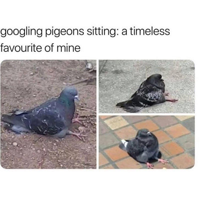 googling pigeons sitting: a timeless favourite of mine