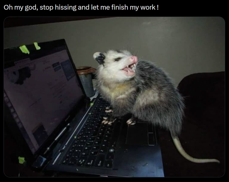 Oh my god, stop hissing and let me finish my work!