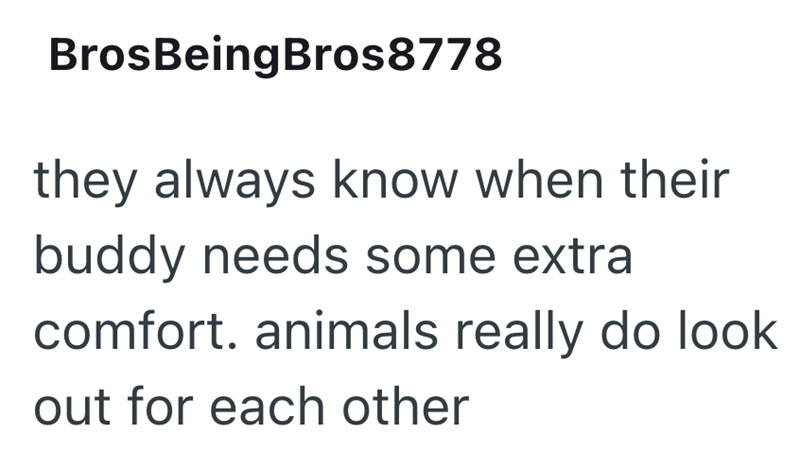 BrosBeingBros8778 they always know when their buddy needs some extra comfort. animals really do look out for each other