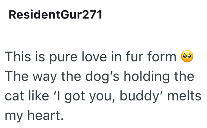 ResidentGur271 This is pure love in fur form The way the dog's holding the cat like 'l got you, buddy' melts my heart.