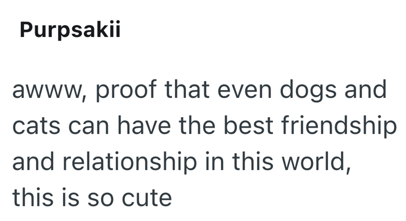 Purpsakii awww, proof that even dogs and cats can have the best friendship and relationship in this world, this is so cute
