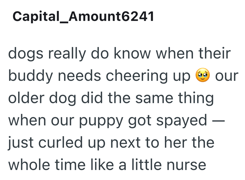 Capital_Amount6241 dogs really do know when their 60 buddy needs cheering up our older dog did the same thing when our puppy got spayed just curled up next to her the whole time like a little nurse