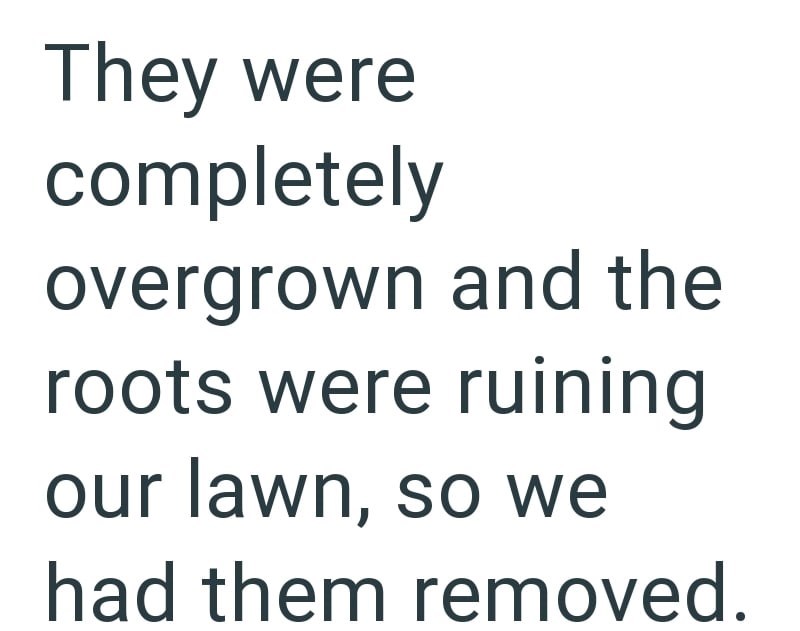 They were completely overgrown and the roots were ruining our lawn, so we had them removed.