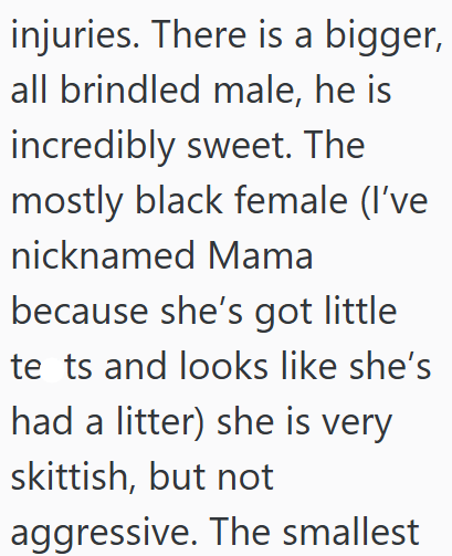 injuries. There is a bigger, all brindled male, he is incredibly sweet. The mostly black female (I've nicknamed Mama because she's got little te ts and looks like she's had a litter) she is very skittish, but not aggressive. The smallest