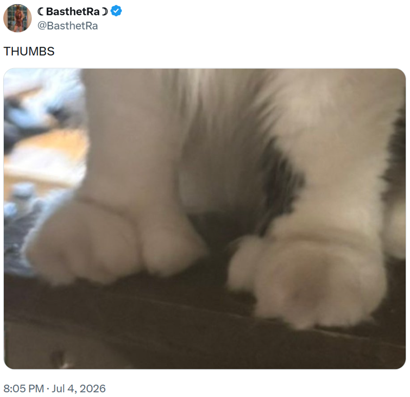 C BasthetRa) @BasthetRa THUMBS 8:05 PM • Jul 4, 2026