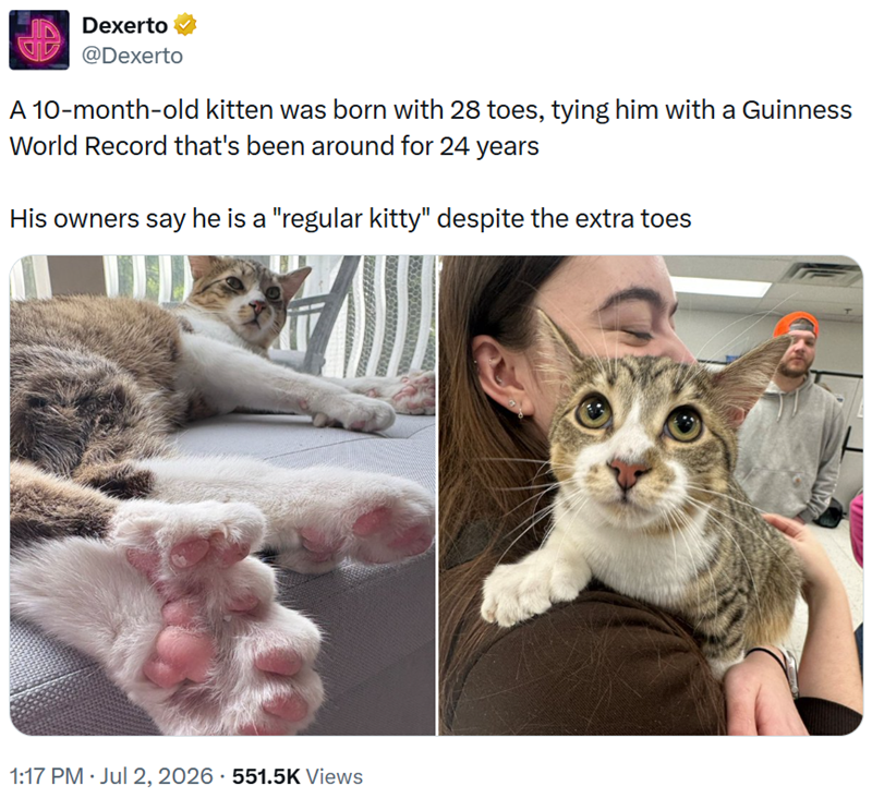 Dexerto @Dexerto A 10-month-old kitten was born with 28 toes, tying him with a Guinness World Record that's been around for 24 years His owners say he is a "regular kitty" despite the extra toes 1:17 PM - Jul 2, 2026 551.5K Views