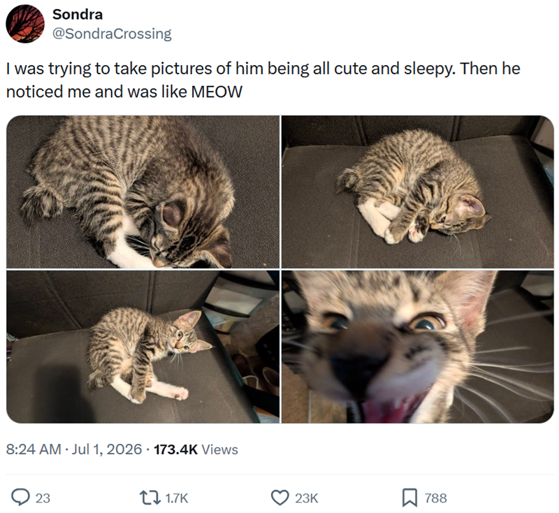 Sondra @SondraCrossing I was trying to take pictures of him being all cute and sleepy. Then he noticed me and was like MEOW 8:24 AM Jul 1, 2026 173.4K Views 23 1.7K 23K 788