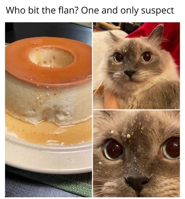 Who bit the flan? One and only suspect