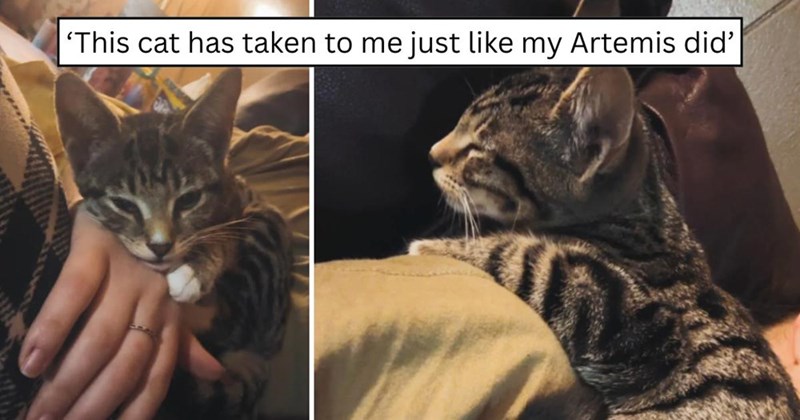 'This cat has taken to me just like my Artemis did'
