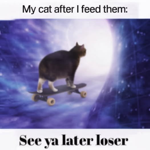 My cat after I feed them: See ya later loser