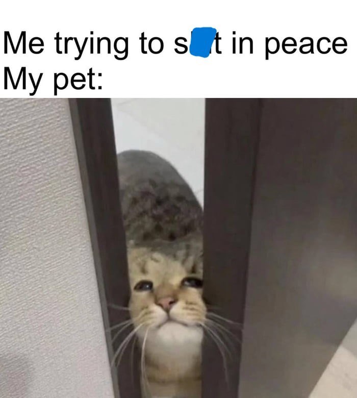 Me trying to sit in peace My pet: