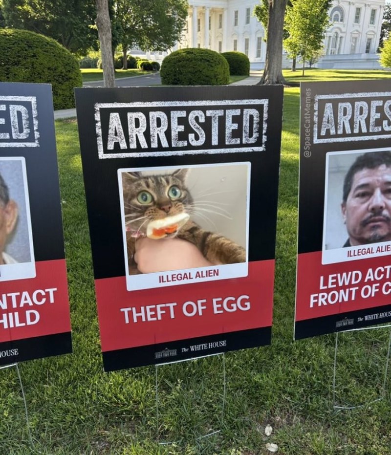 ED ARRESTED NTACT HILD ILLEGAL ALIEN THEFT OF EGG OUSE The WHITE HOUSE @SpaceCatMemes ARRES ILLEGAL ALIE LEWD ACT FRONT OF C The WHITE HOUS