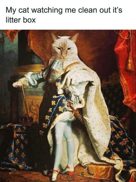 My cat watching me clean out it's litter box
