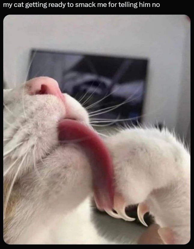 my cat getting ready to smack me for telling him no