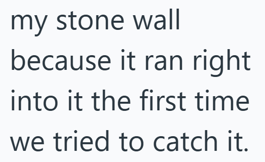 my stone wall because it ran right into it the first time we tried to catch it.