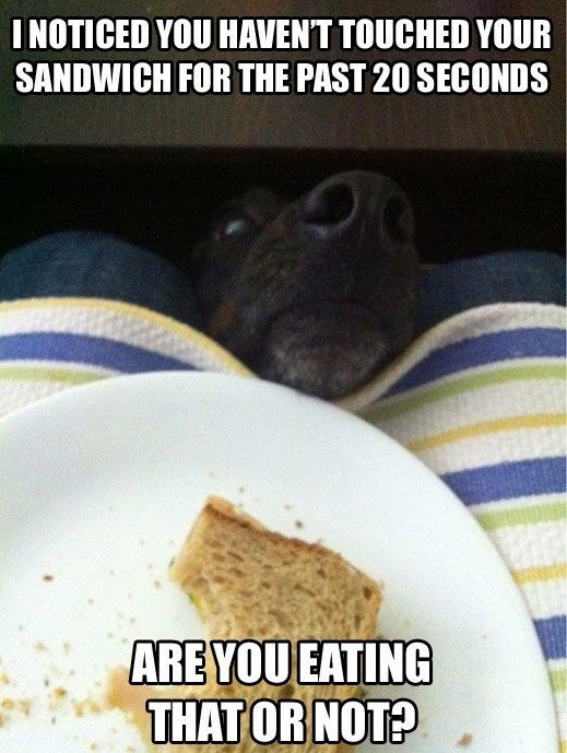 I NOTICED YOU HAVEN'T TOUCHED YOUR SANDWICH FOR THE PAST 20 SECONDS ARE YOU EATING THAT OR NOT?