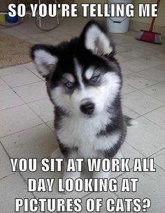 SO YOU'RE TELLING ME YOU SIT AT WORK ALL DAY LOOKING AT PICTURES OF CATS?