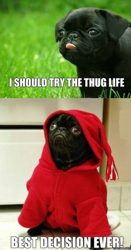 I SHOULD TRY THE THUG LIFE BEST DECISION EVER! memes.com