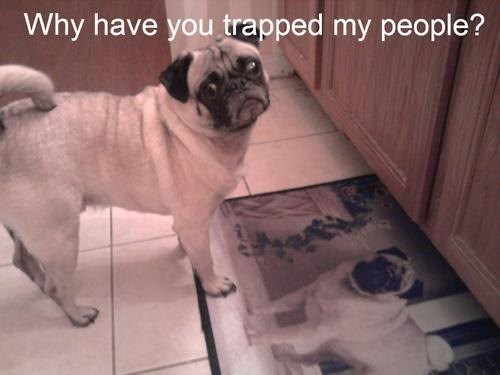 Why have you trapped my people?
