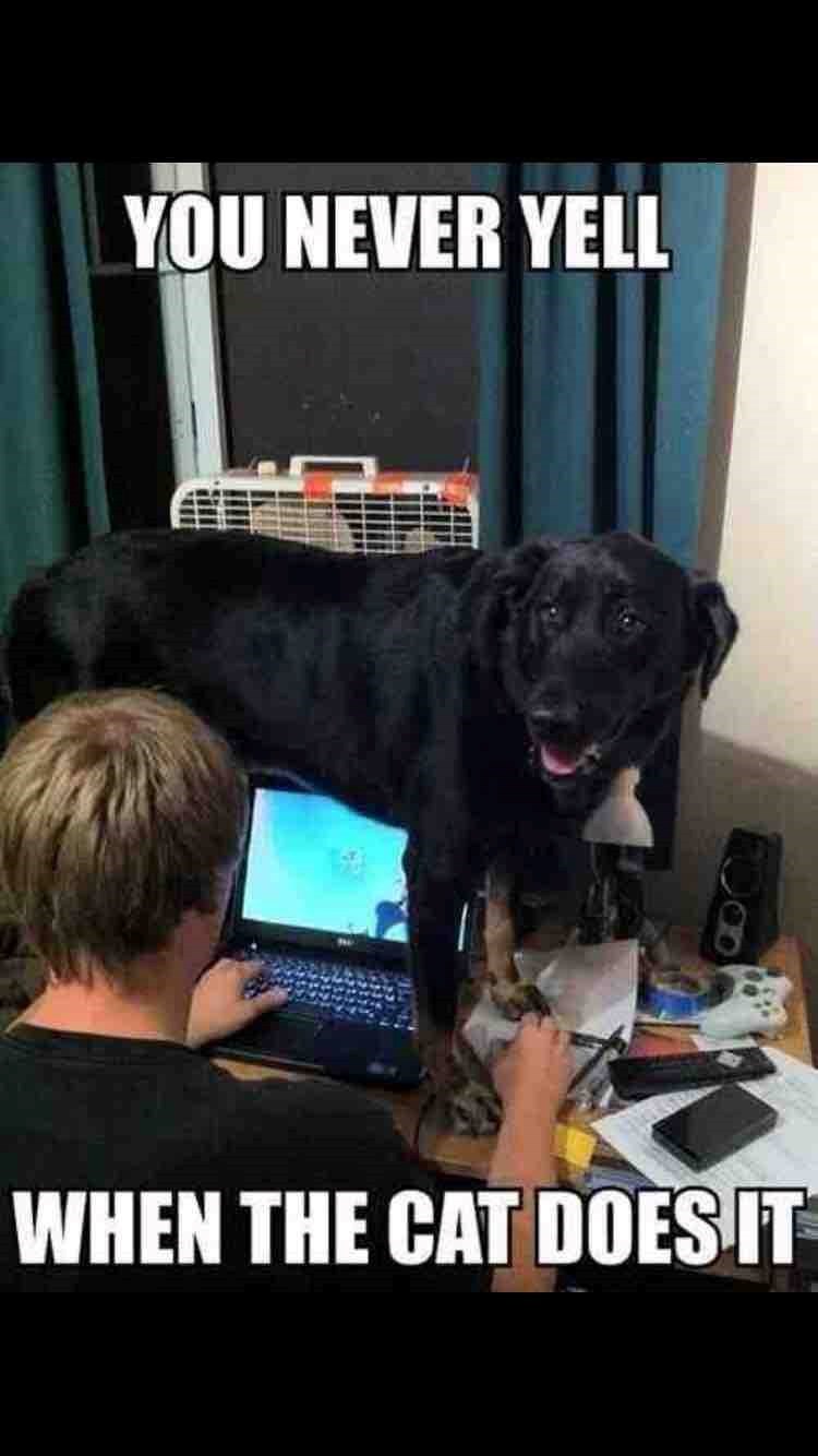 YOU NEVER YELL WHEN THE CAT DOES IT