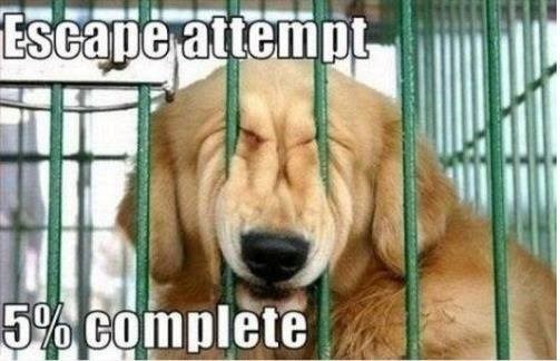 Escape attempt 5% complete
