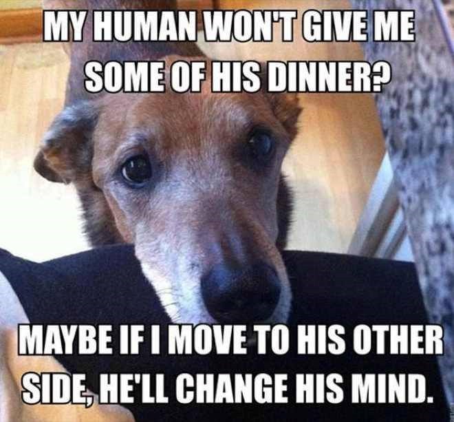 MY HUMAN WON'T GIVE ME SOME OF HIS DINNER? MAYBE IF I MOVE TO HIS OTHER SIDE, HE'LL CHANGE HIS MIND.