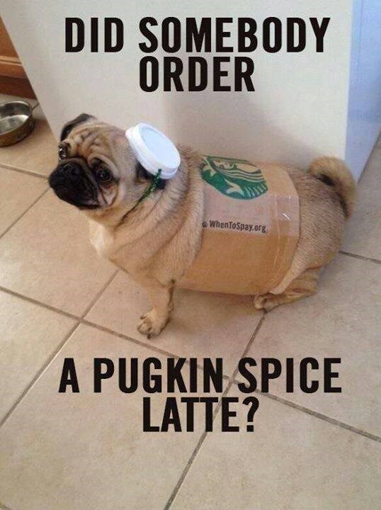 DID SOMEBODY ORDER WhenToSpay.org A PUGKIN SPICE LATTE?