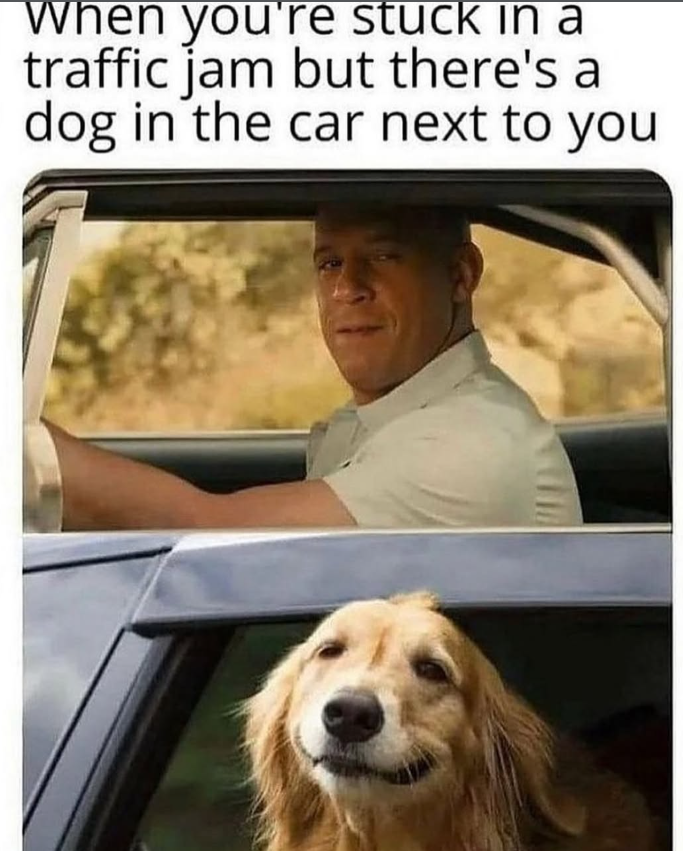 When you're stuck in a traffic jam but there's a dog in the car next to you