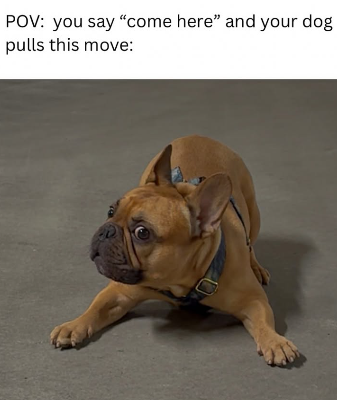 POV: you say "come here" and your dog pulls this move: