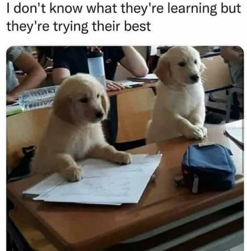 I don't know what they're learning but they're trying their best