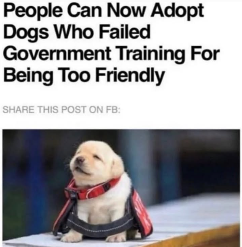 People Can Now Adopt Dogs Who Failed Government Training For Being Too Friendly SHARE THIS POST ON FB: