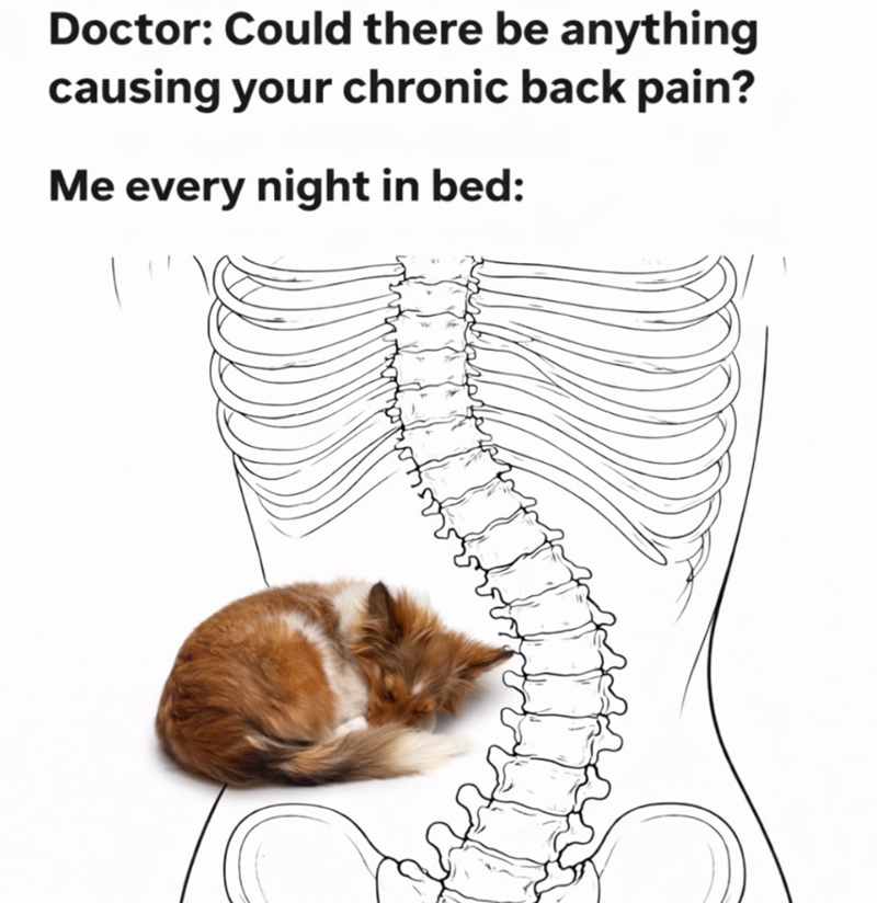 Doctor: Could there be anything causing your chronic back pain? Me every night in bed: