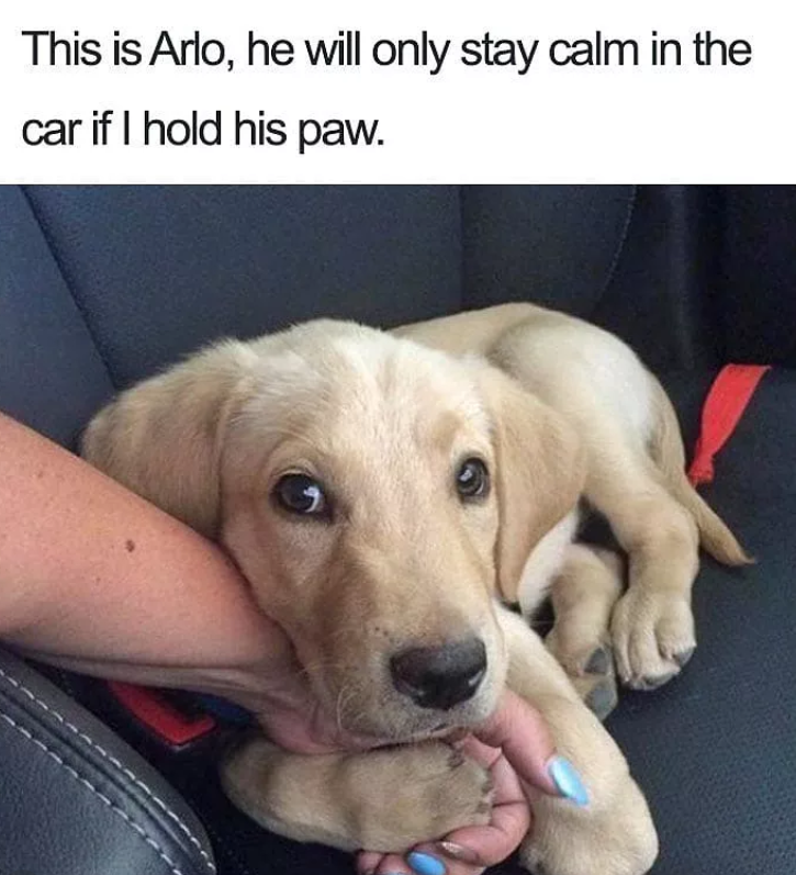 This is Arlo, he will only stay calm in the car if I hold his paw.