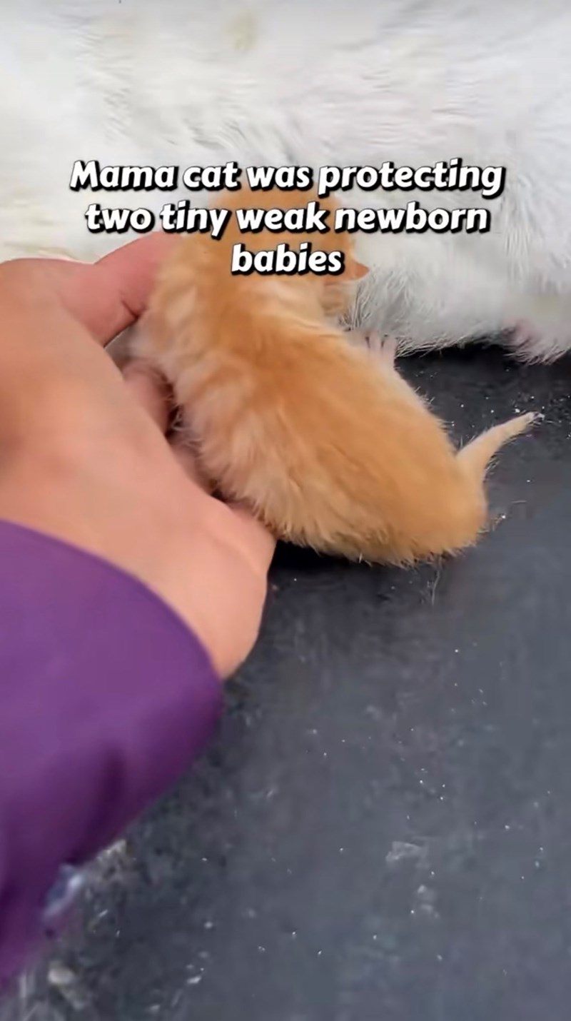 Mama cat was protecting two tiny weak newborn babies
