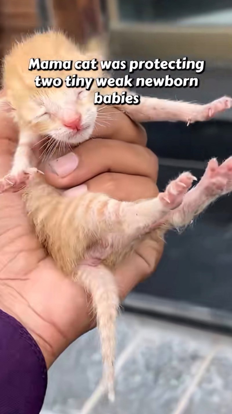 Mama cat was protecting two tiny weak newborn babies