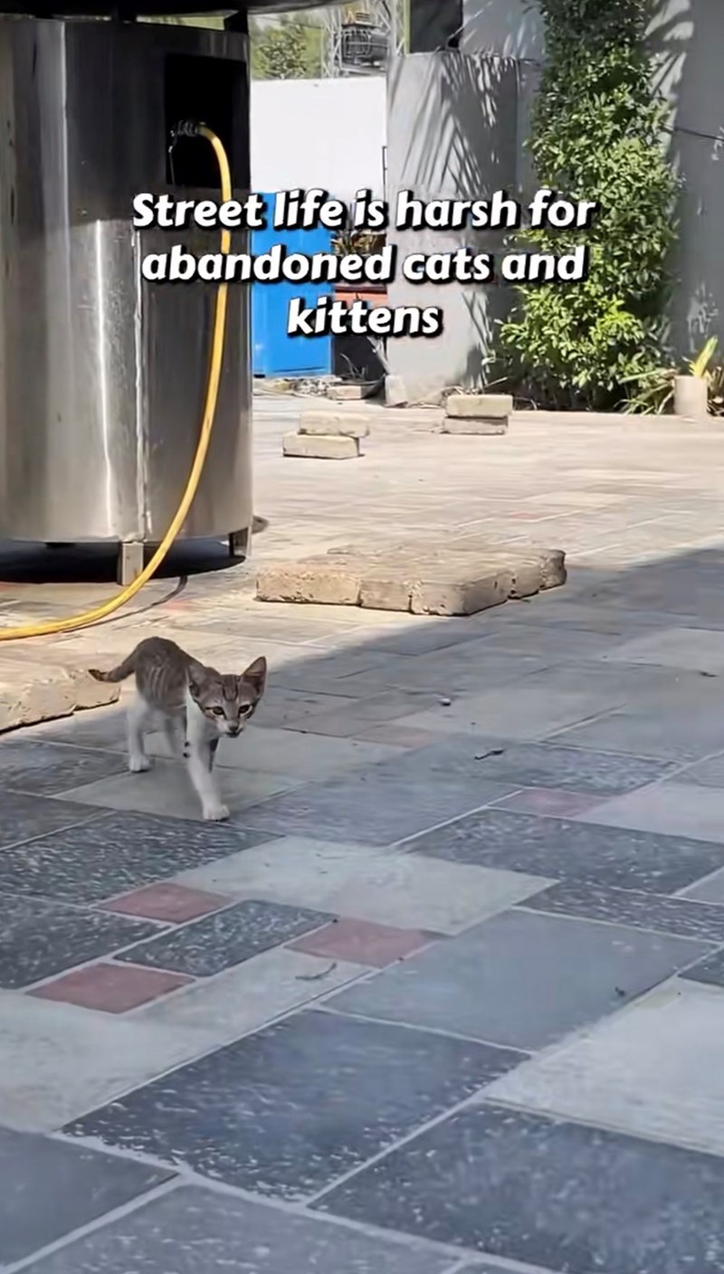 Street life is harsh for abandoned cats and kittens