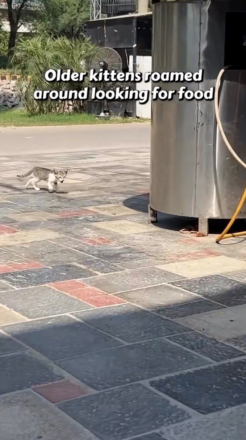 Older kittens roamed around looking for food