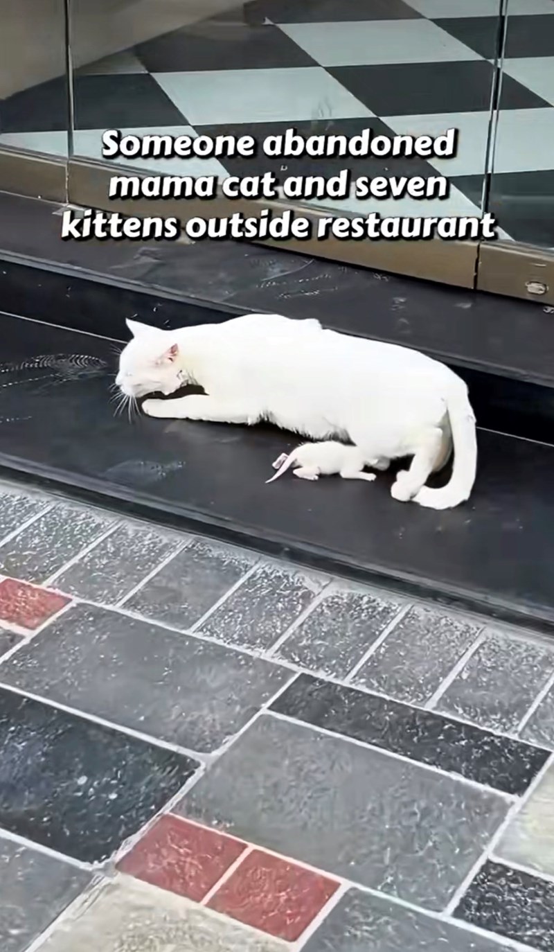 Someone abandoned mama cat and seven kittens outside restaurant