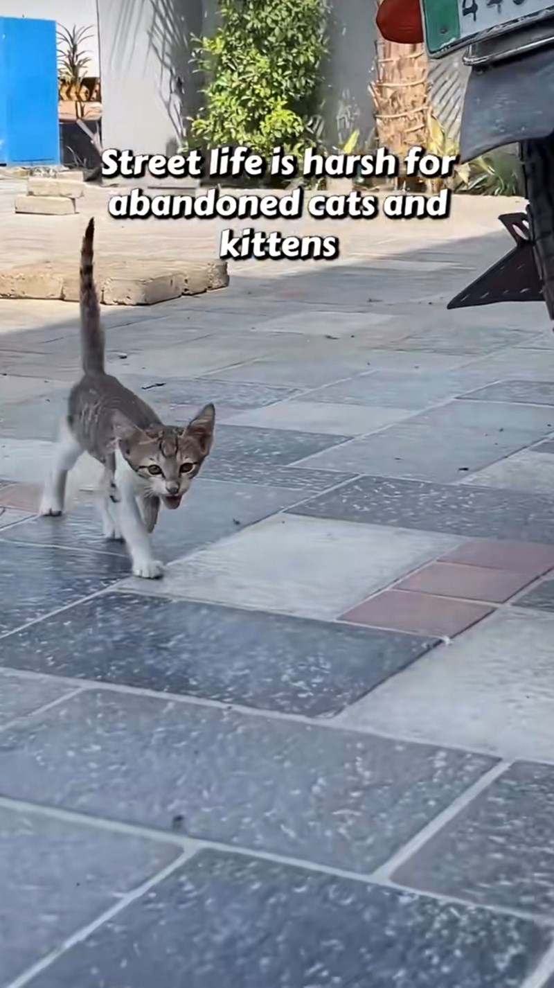 Street life is harsh for abandoned cats and kittens