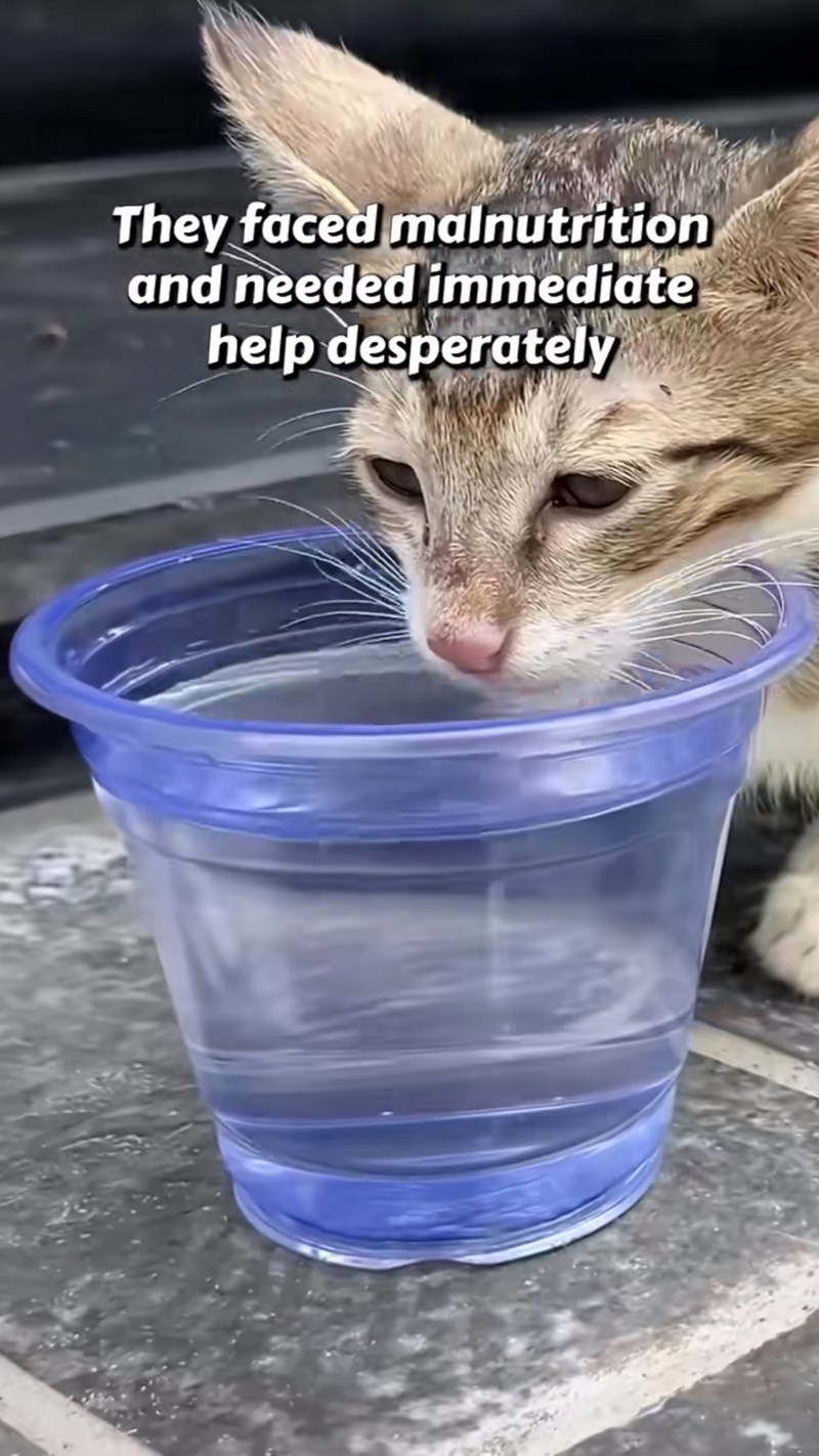 They faced malnutrition and needed immediate help desperately