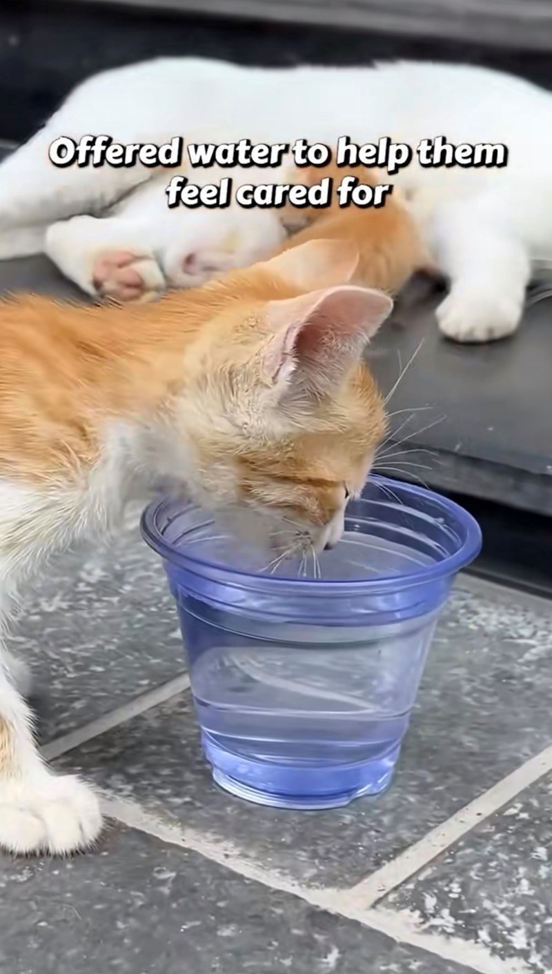 Offered water to help them feel cared for